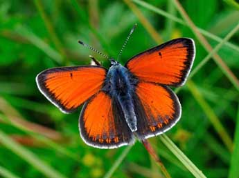 Lycaena hippothoe L. adulte - Jean-Franois Maradan