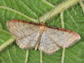 Idaea humiliata Hfn. adulte - ©Philippe Mothiron