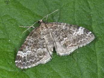 Perizoma hydrata Tr. adulte - ©Philippe Mothiron