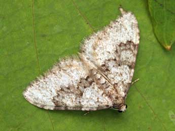 Nebula ibericata Stgr adulte - ©Daniel Morel