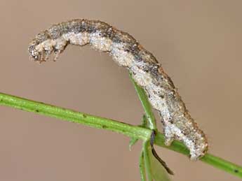  Chenille de Nebula ibericata Stgr - ©Lionel Taurand