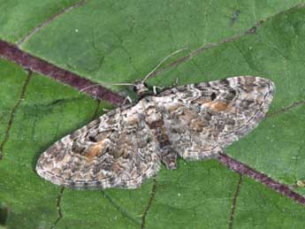 Eupithecia icterata Vill. adulte - ©Philippe Mothiron