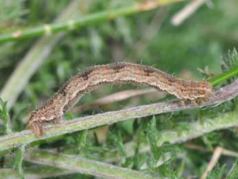  Chenille de Eupithecia icterata Vill. - ©Philippe Mothiron