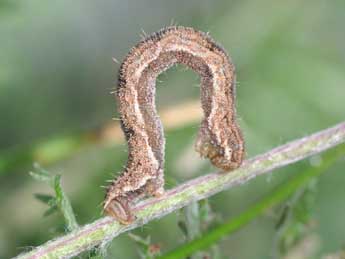  Chenille de Eupithecia icterata Vill. - ©Philippe Mothiron