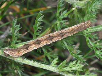  Chenille de Eupithecia icterata Vill. - ©Philippe Mothiron