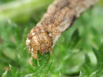  Chenille de Eupithecia icterata Vill. - ©Philippe Mothiron