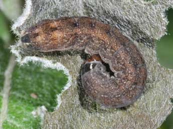  Chenille de Cirrhia icteritia Hfn. - ©Philippe Mothiron