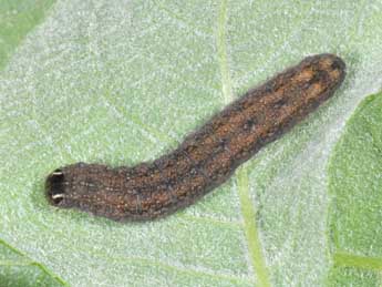  Chenille de Cirrhia icteritia Hfn. - ©Philippe Mothiron