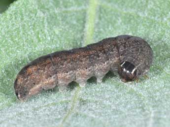  Chenille de Cirrhia icteritia Hfn. - ©Philippe Mothiron