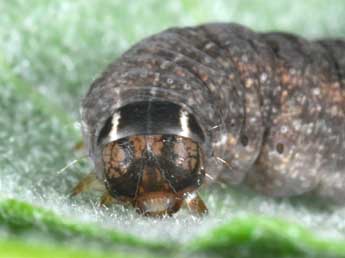  Chenille de Cirrhia icteritia Hfn. - Philippe Mothiron