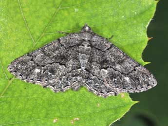 Peribatodes ilicaria Gey. adulte - Philippe Mothiron