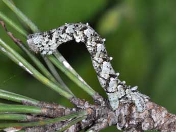  Chenille de Peribatodes ilicaria Gey. - ©Philippe Mothiron