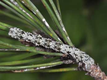  Chenille de Peribatodes ilicaria Gey. - ©Philippe Mothiron