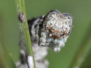  Chenille de Peribatodes ilicaria Gey. - Philippe Mothiron