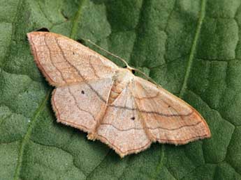 Scopula imitaria Hb. adulte - ©Daniel Morel