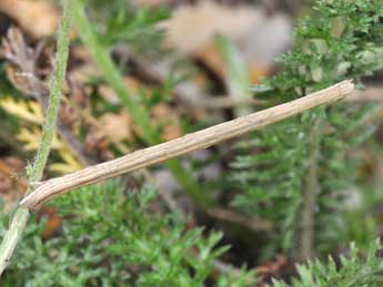  Chenille de Scopula imitaria Hb. - ©Philippe Mothiron