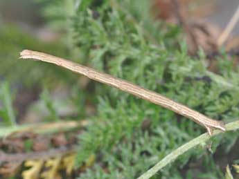  Chenille de Scopula imitaria Hb. - Philippe Mothiron