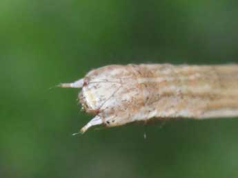  Chenille de Scopula imitaria Hb. - ©Philippe Mothiron