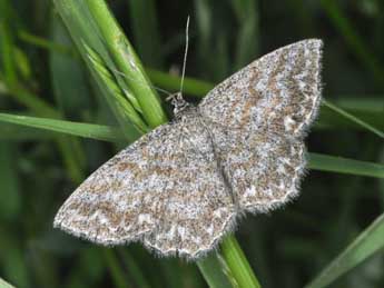 Scopula immorata L. adulte - ©Philippe Mothiron