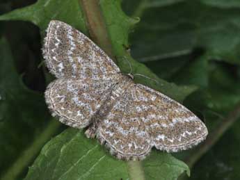 Scopula immorata L. adulte - ©Philippe Mothiron