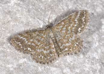 Scopula immorata L. adulte - Philippe Mothiron