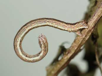  Chenille de Scopula immutata L. - ©Samuel Ducept