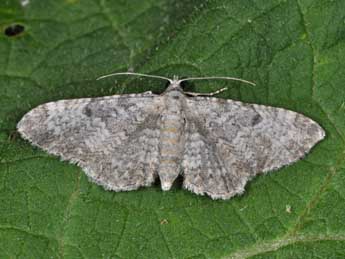 Eupithecia impurata Hb. adulte - ©Philippe Mothiron