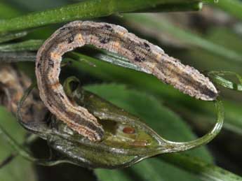  Chenille de Eupithecia impurata Hb. - Philippe Mothiron