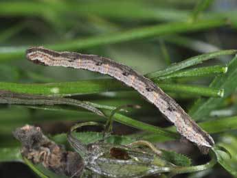  Chenille de Eupithecia impurata Hb. - ©Philippe Mothiron