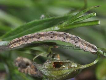  Chenille de Eupithecia impurata Hb. - Philippe Mothiron