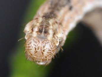  Chenille de Eupithecia impurata Hb. - ©Philippe Mothiron