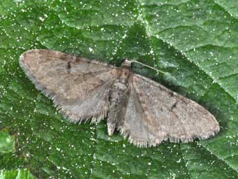 Eupithecia indigata Hb. adulte - Philippe Mothiron