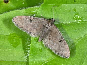 Eupithecia indigata Hb. adulte - ©Philippe Mothiron