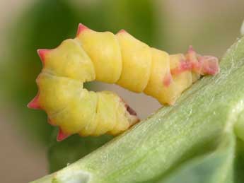  Chenille de Eucrostes indigenata Vill. - ©Emmanuel Ruiz