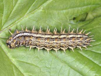  Chenille de Brenthis ino Rott. - Wolfgang Wagner, www.pyrgus.de