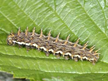  Chenille de Brenthis ino Rott. - ©Wolfgang Wagner, www.pyrgus.de