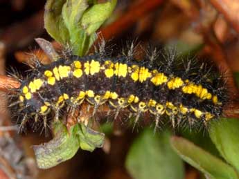  Chenille de Euphydryas intermedia Mntris - ©Wolfgang Wagner, www.pyrgus.de