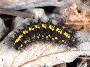  Chenille de Euphydryas intermedia Mntris - Wolfgang Wagner, www.pyrgus.de