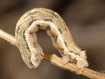  Chenille de Charissa supinaria intermedia Whrl. - ©Wolfgang Wagner, www.pyrgus.de