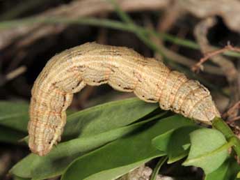  Chenille de Charissa supinaria intermedia Whrl. - ©Wolfgang Wagner, www.pyrgus.de