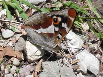 Apatura iris L. adulte - ©Philippe Mothiron