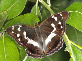 Apatura iris L. adulte - Wolfgang Wagner, www.pyrgus.de