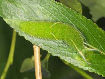  Chenille de Apatura iris L. - ©Wolfgang Wagner, www.pyrgus.de