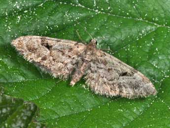 Eupithecia lanceata Hb. adulte - Philippe Mothiron