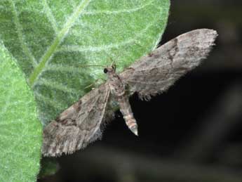 Eupithecia lanceata Hb. adulte - ©Philippe Mothiron