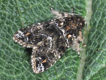 Callopistria latreillei Dup. adulte - Philippe Mothiron