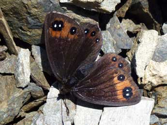 Erebia lefebvrei Bsdv. adulte - ©Jude Lock