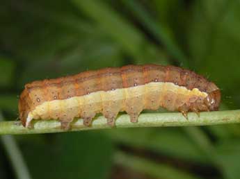  Chenille de Ochropleura leucogaster Frr - ©Wolfgang Wagner, www.pyrgus.de