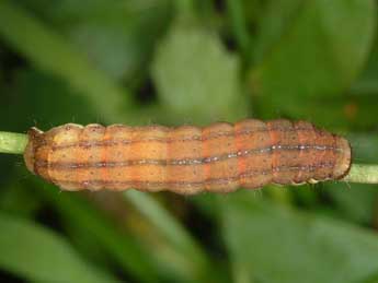  Chenille de Ochropleura leucogaster Frr - ©Wolfgang Wagner, www.pyrgus.de