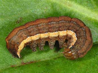  Chenille de Ochropleura leucogaster Frr - ©Wolfgang Wagner, www.pyrgus.de